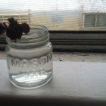 masonandsucculants